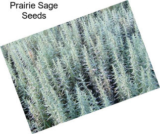 Prairie Sage Seeds