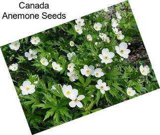 Canada Anemone Seeds