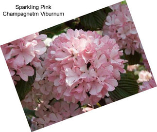 Sparkling Pink Champagnetm Viburnum