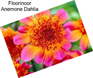 Floorinoor Anemone Dahlia