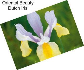 Oriental Beauty Dutch Iris