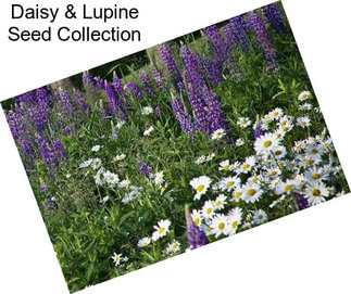 Daisy & Lupine Seed Collection