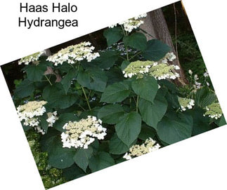 Haas Halo Hydrangea