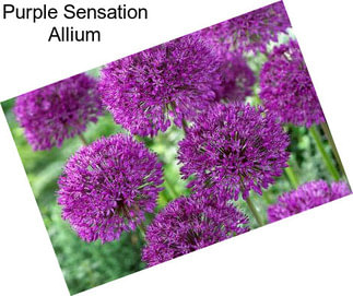 Purple Sensation Allium