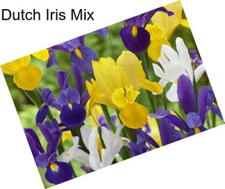 Dutch Iris Mix