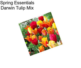 Spring Essentials Darwin Tulip Mix