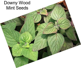 Downy Wood Mint Seeds