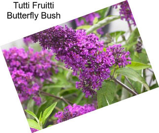 Tutti Fruitti Butterfly Bush
