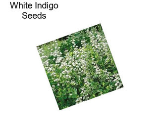 White Indigo Seeds