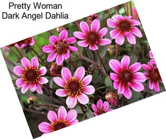 Pretty Woman Dark Angel Dahlia