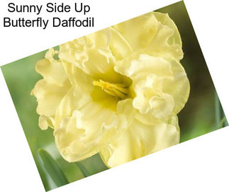Sunny Side Up Butterfly Daffodil