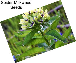 Spider Milkweed Seeds