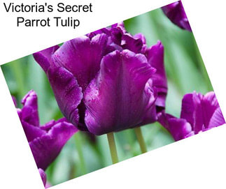 Victoria\'s Secret Parrot Tulip
