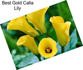 Best Gold Calla Lily
