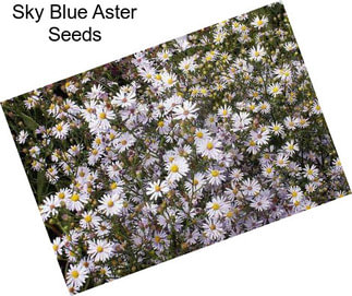 Sky Blue Aster Seeds