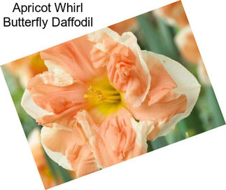 Apricot Whirl Butterfly Daffodil