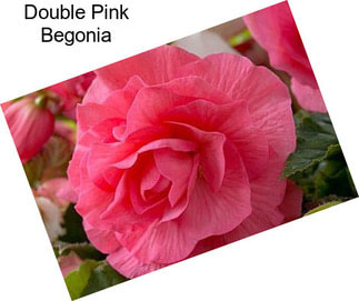 Double Pink Begonia