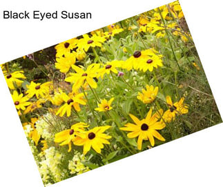 Black Eyed Susan