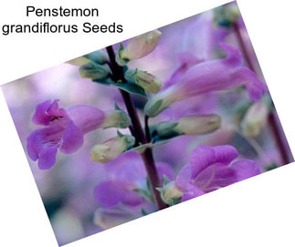 Penstemon grandiflorus Seeds