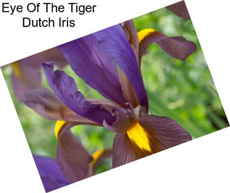 Eye Of The Tiger Dutch Iris