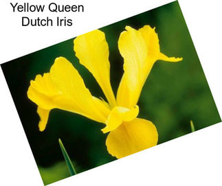 Yellow Queen Dutch Iris