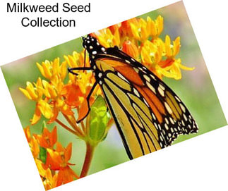 Milkweed Seed Collection