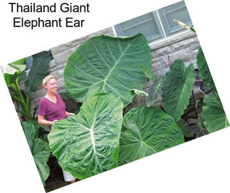 Thailand Giant Elephant Ear