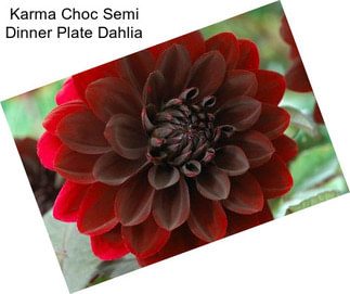 Karma Choc Semi Dinner Plate Dahlia