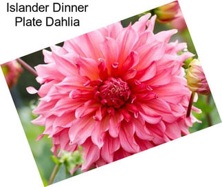 Islander Dinner Plate Dahlia