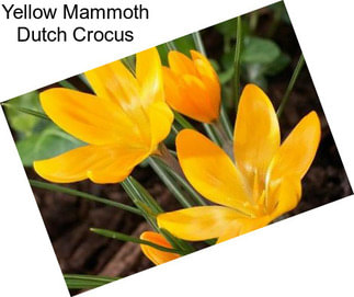 Yellow Mammoth Dutch Crocus