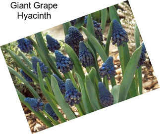 Giant Grape Hyacinth