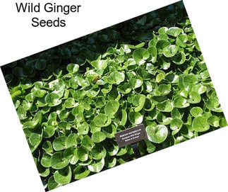 Wild Ginger Seeds