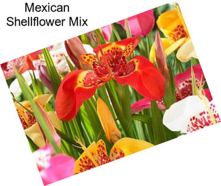 Mexican Shellflower Mix