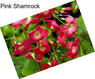 Pink Shamrock