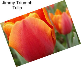 Jimmy Triumph Tulip