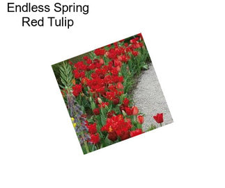 Endless Spring Red Tulip