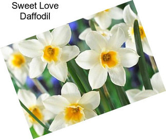 Sweet Love Daffodil