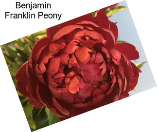 Benjamin Franklin Peony