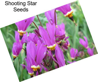 Shooting Star Seeds