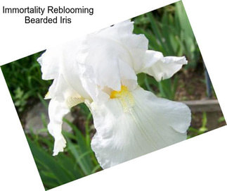 Immortality Reblooming Bearded Iris