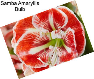 Samba Amaryllis Bulb