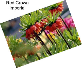 Red Crown Imperial