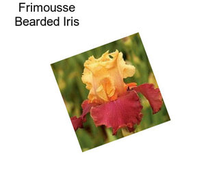 Frimousse Bearded Iris