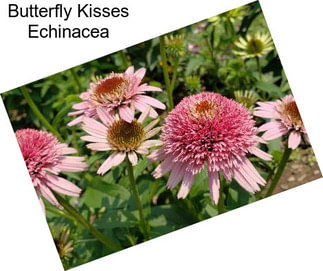 Butterfly Kisses Echinacea