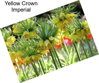 Yellow Crown Imperial