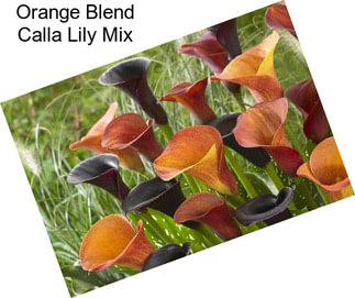 Orange Blend Calla Lily Mix