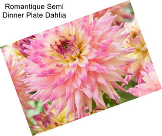 Romantique Semi Dinner Plate Dahlia