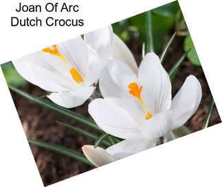 Joan Of Arc Dutch Crocus