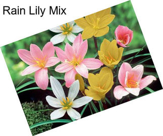 Rain Lily Mix