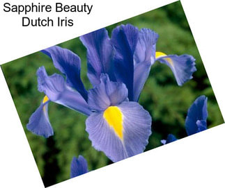 Sapphire Beauty Dutch Iris